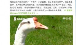 网红大鹅 吃瓜是什么意思,网红大鹅带你领略“吃瓜”文化的魅力